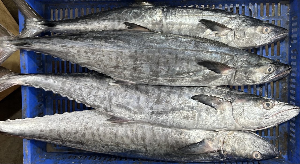 Cold chain fish delivery Gujarat